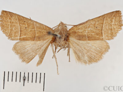 dorsal view of adult Eupsilia strigifera