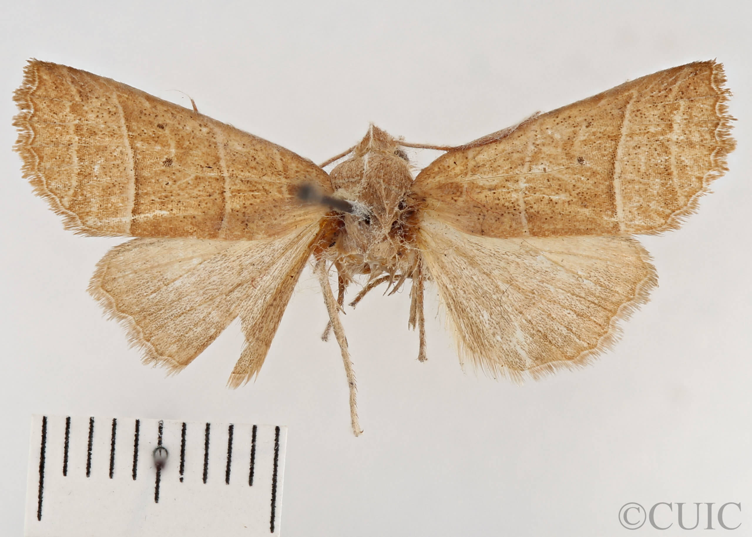 dorsal view of adult Eupsilia strigifera