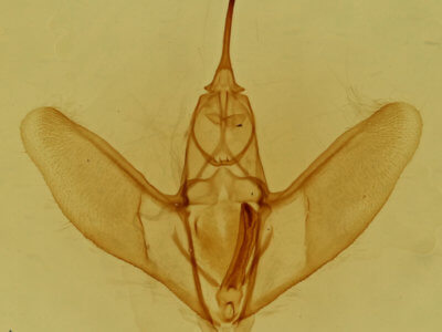 genitalia view of adult Eusarca confusaria