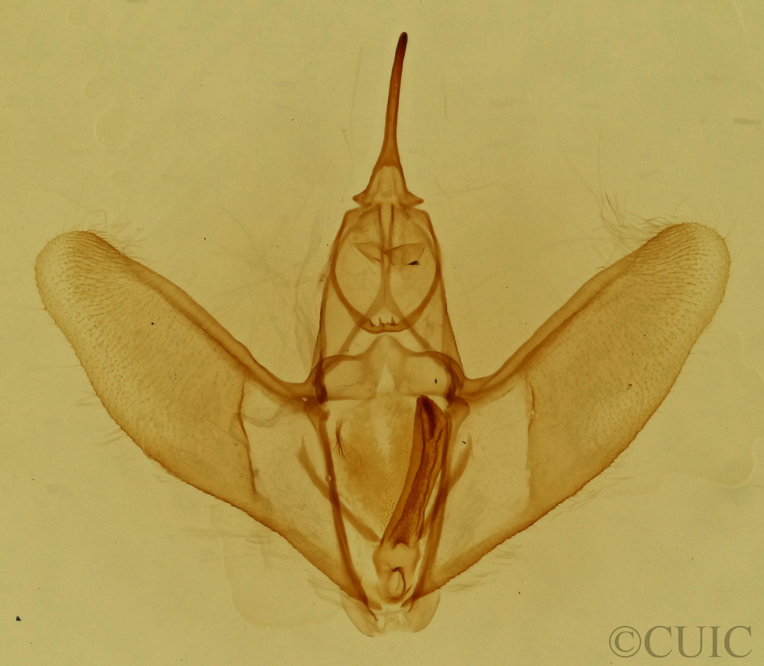 genitalia view of adult Eusarca confusaria