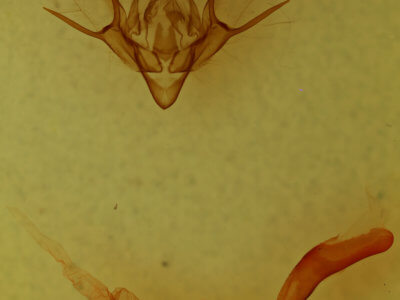 genitalia view of adult Euxoa aequalis