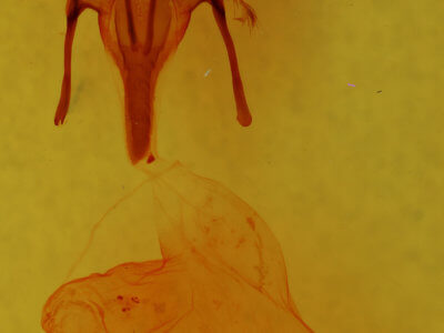 genitalia view of adult Euxoa aequalis