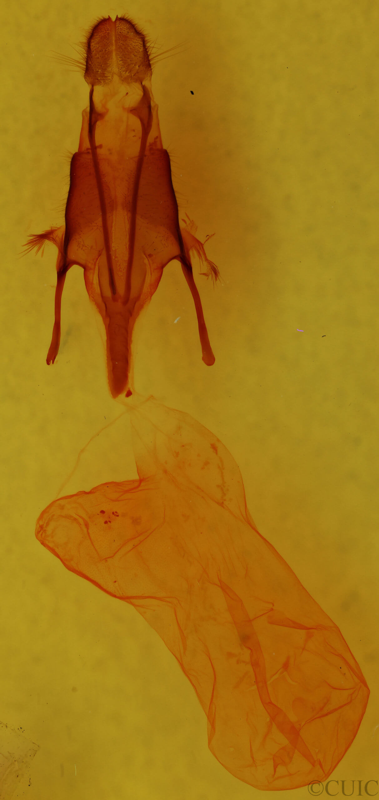 genitalia view of adult Euxoa aequalis