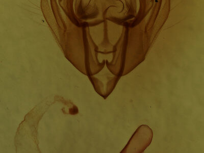 genitalia view of adult Dargida diffusa