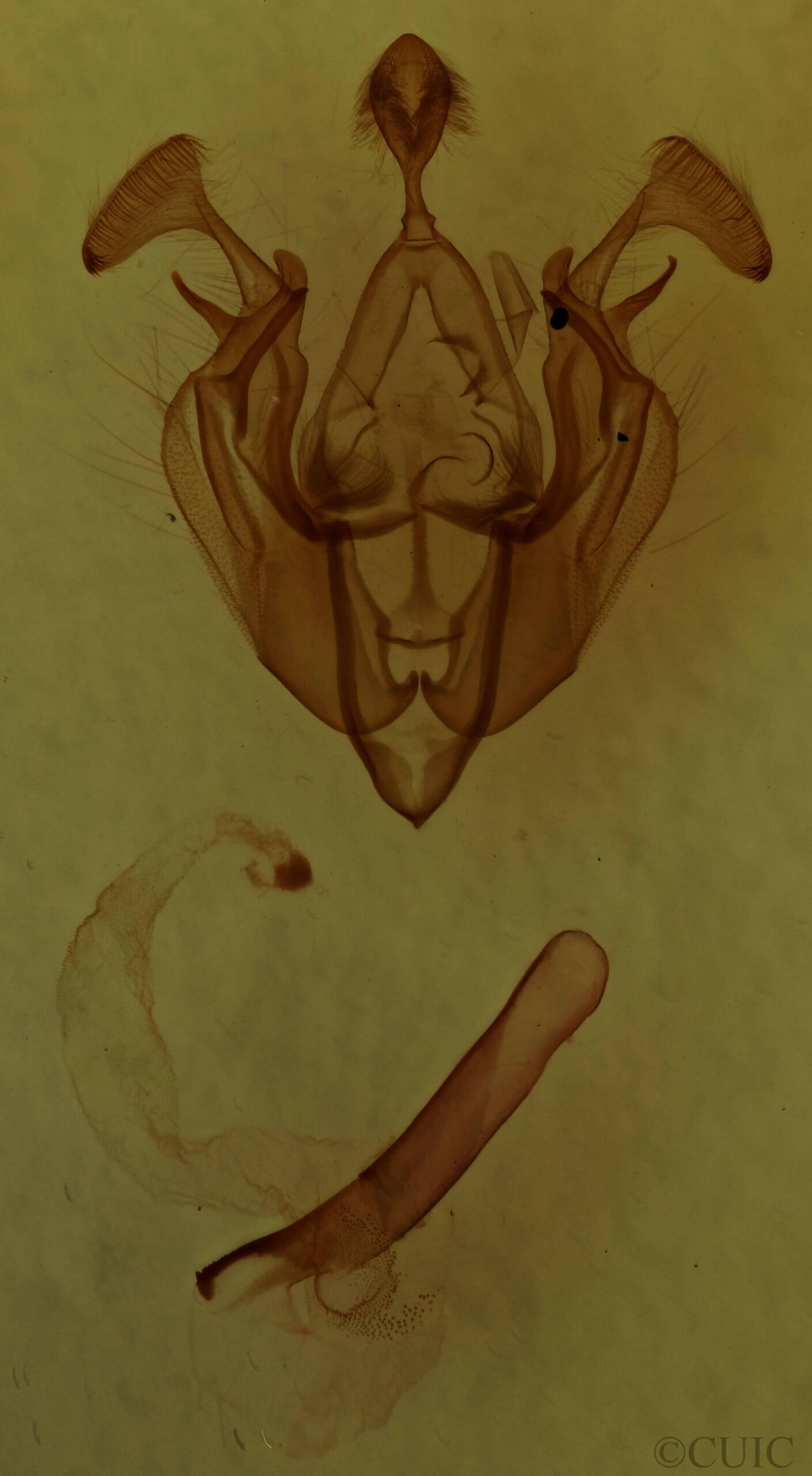 genitalia view of adult Dargida diffusa