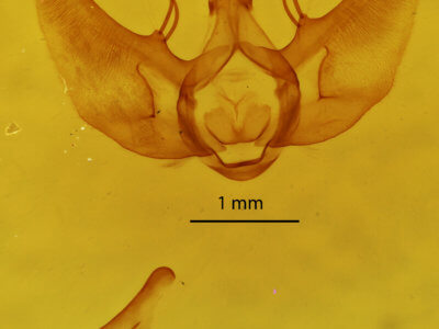genitalia view of adult Gnophos obfuscata