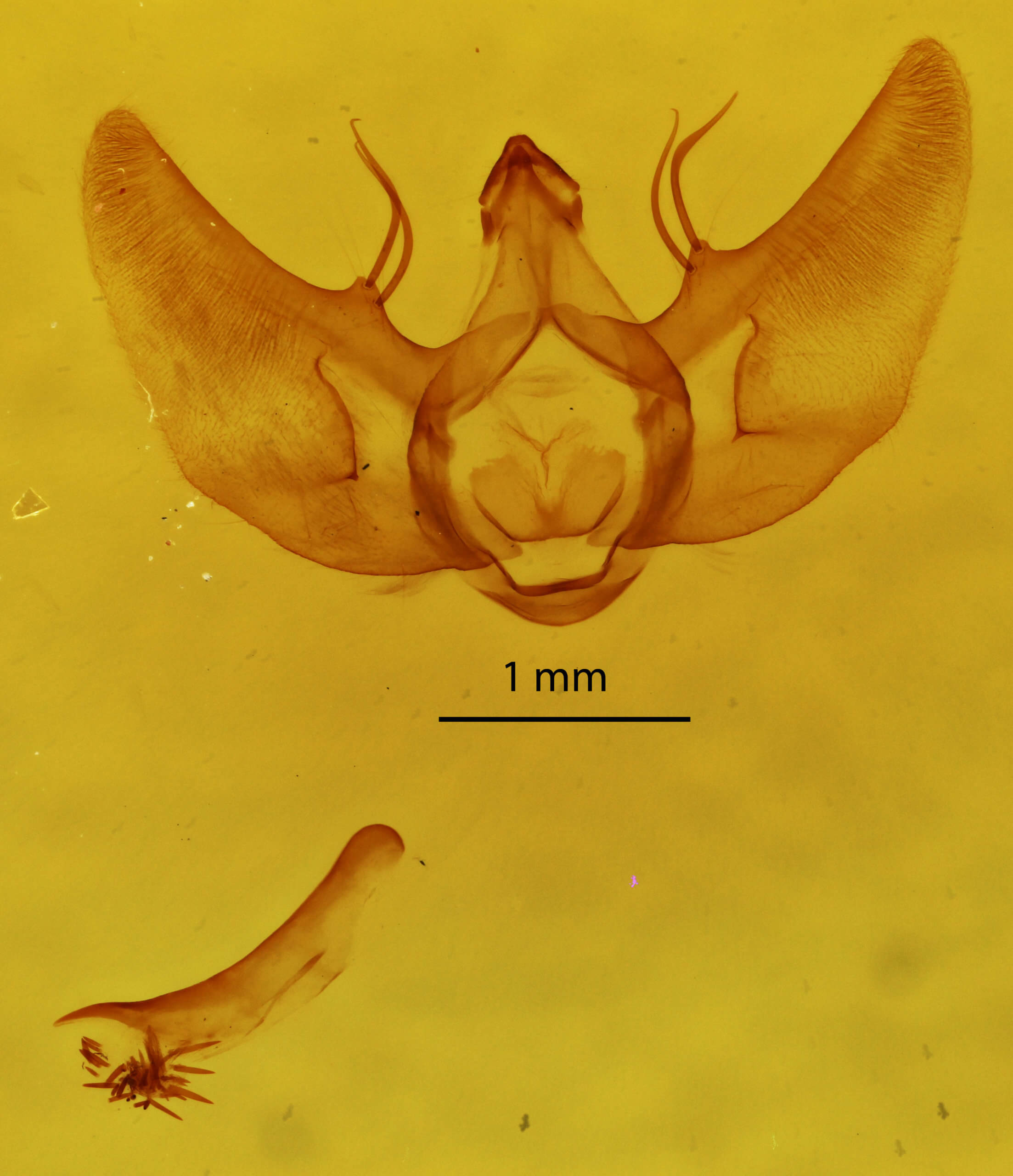 genitalia view of adult Gnophos obfuscata
