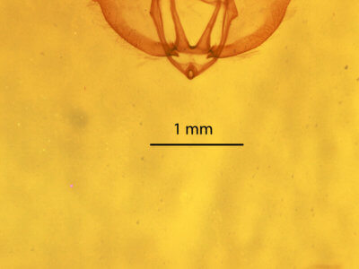 genitalia view of adult Gnophos obfuscata