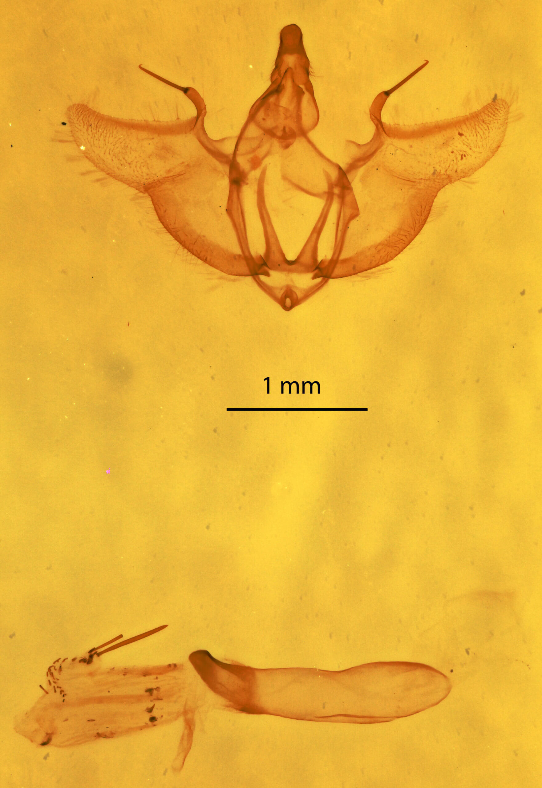 genitalia view of adult Gnophos obfuscata