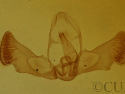 genitalia view of adult Grapholita packardi