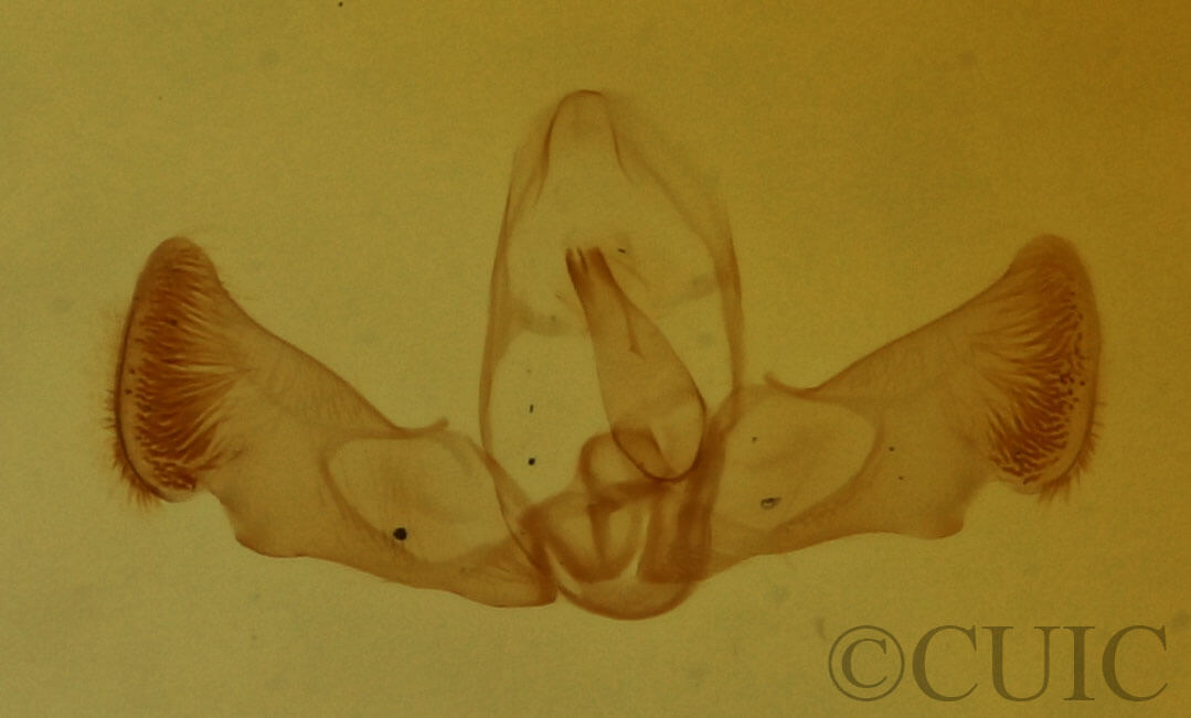 genitalia view of adult Grapholita packardi