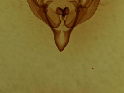 genitalia view of adult Hadena capsularis