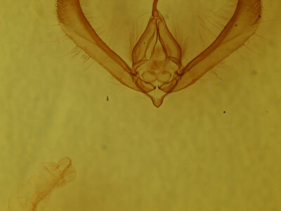 genitalia view of adult Heliothis phloxiphaga
