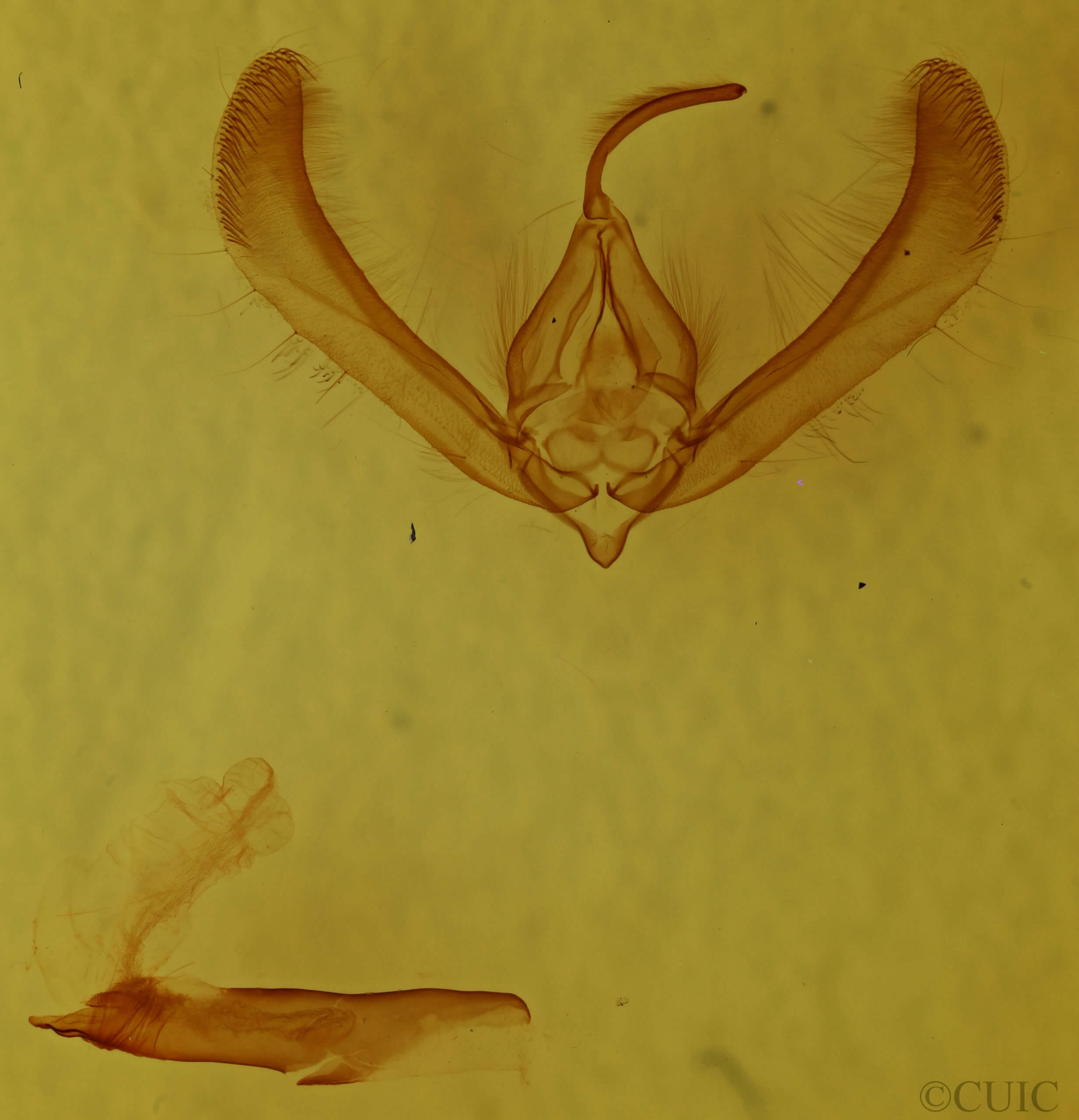 genitalia view of adult Heliothis phloxiphaga