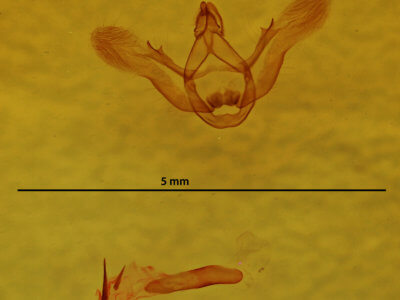 genitalia view of adult Menophra abruptaria