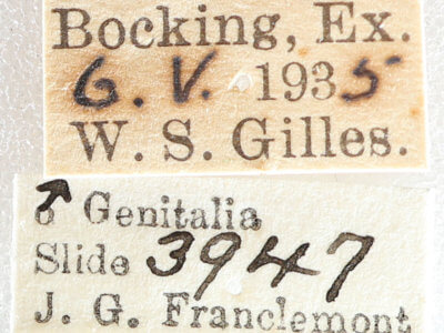 label view of adult Menophra abruptaria