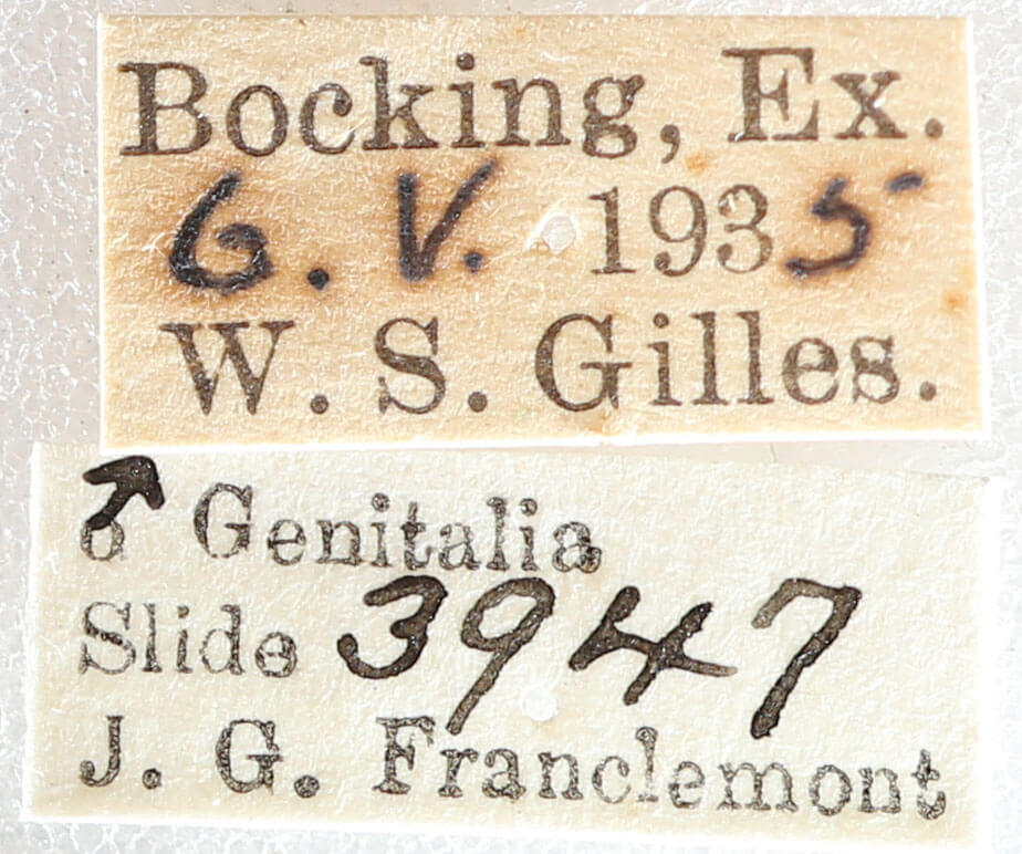 label view of adult Menophra abruptaria