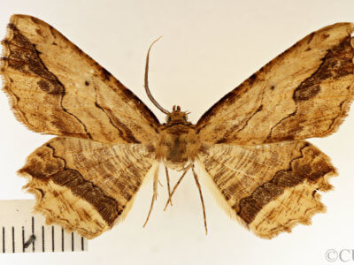 dorsal view of adult Menophra abruptaria