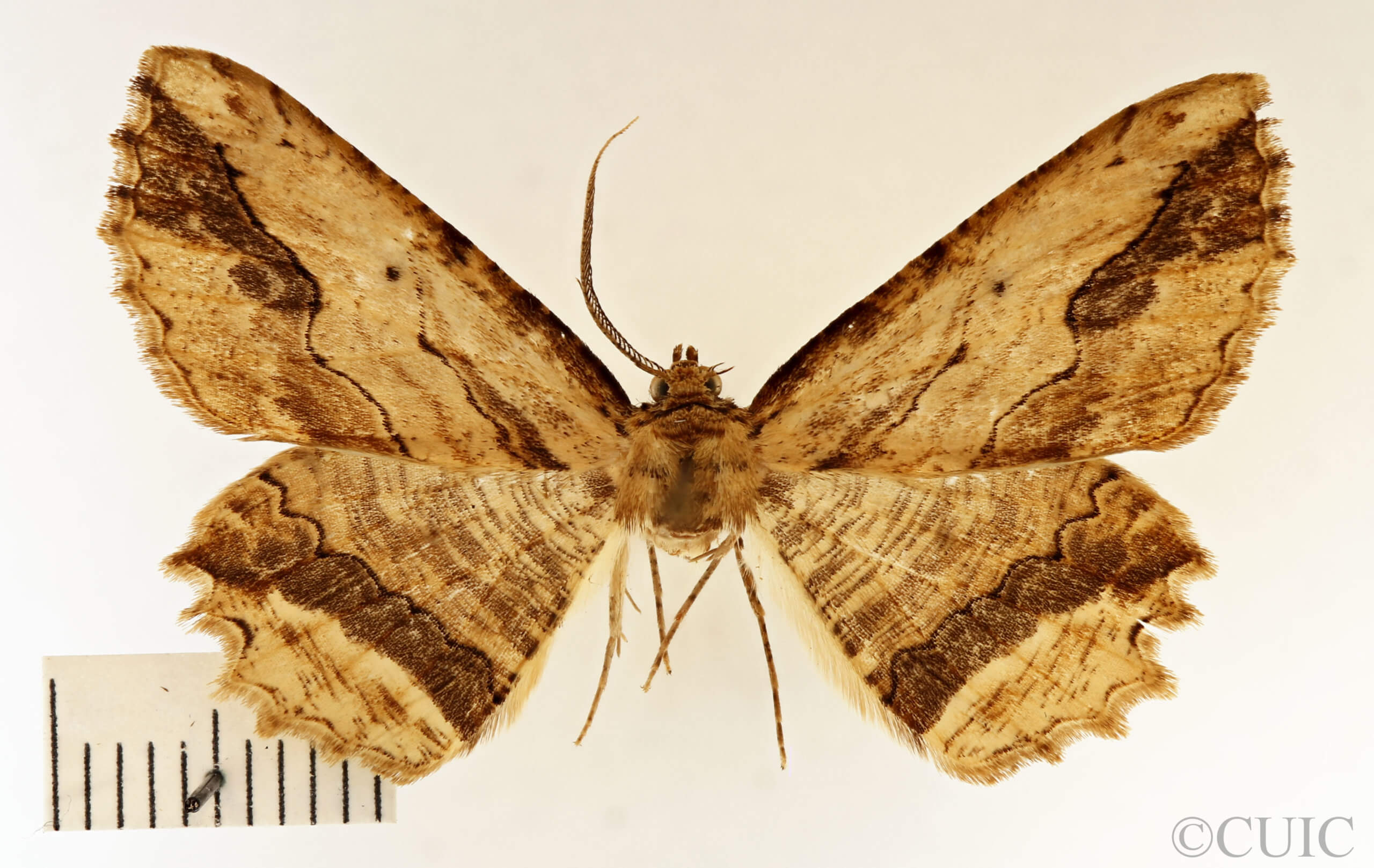 dorsal view of adult Menophra abruptaria