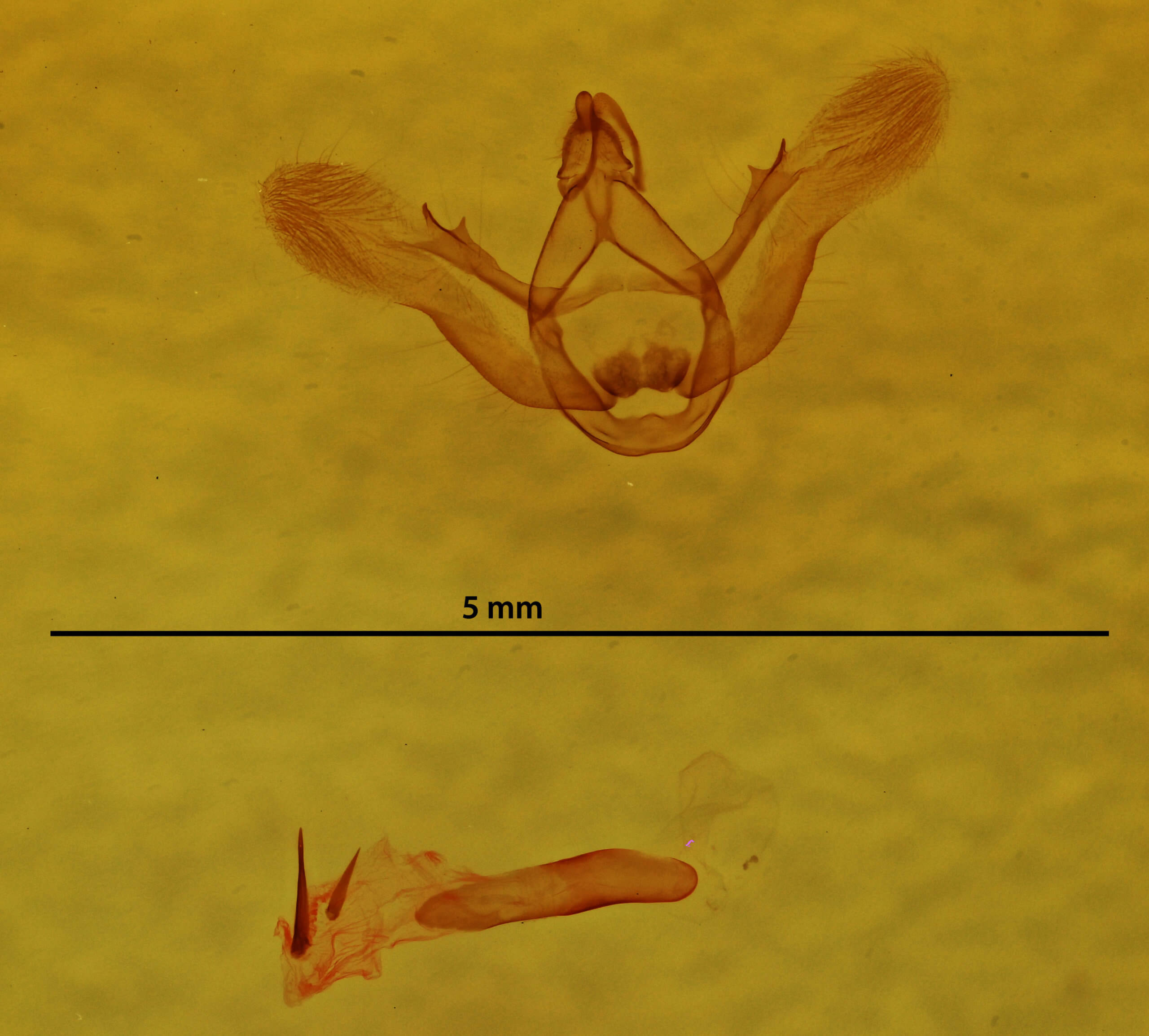 genitalia view of adult Menophra abruptaria