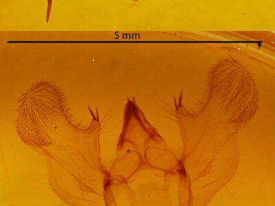 genitalia view of adult Phthonandria atrilineata
