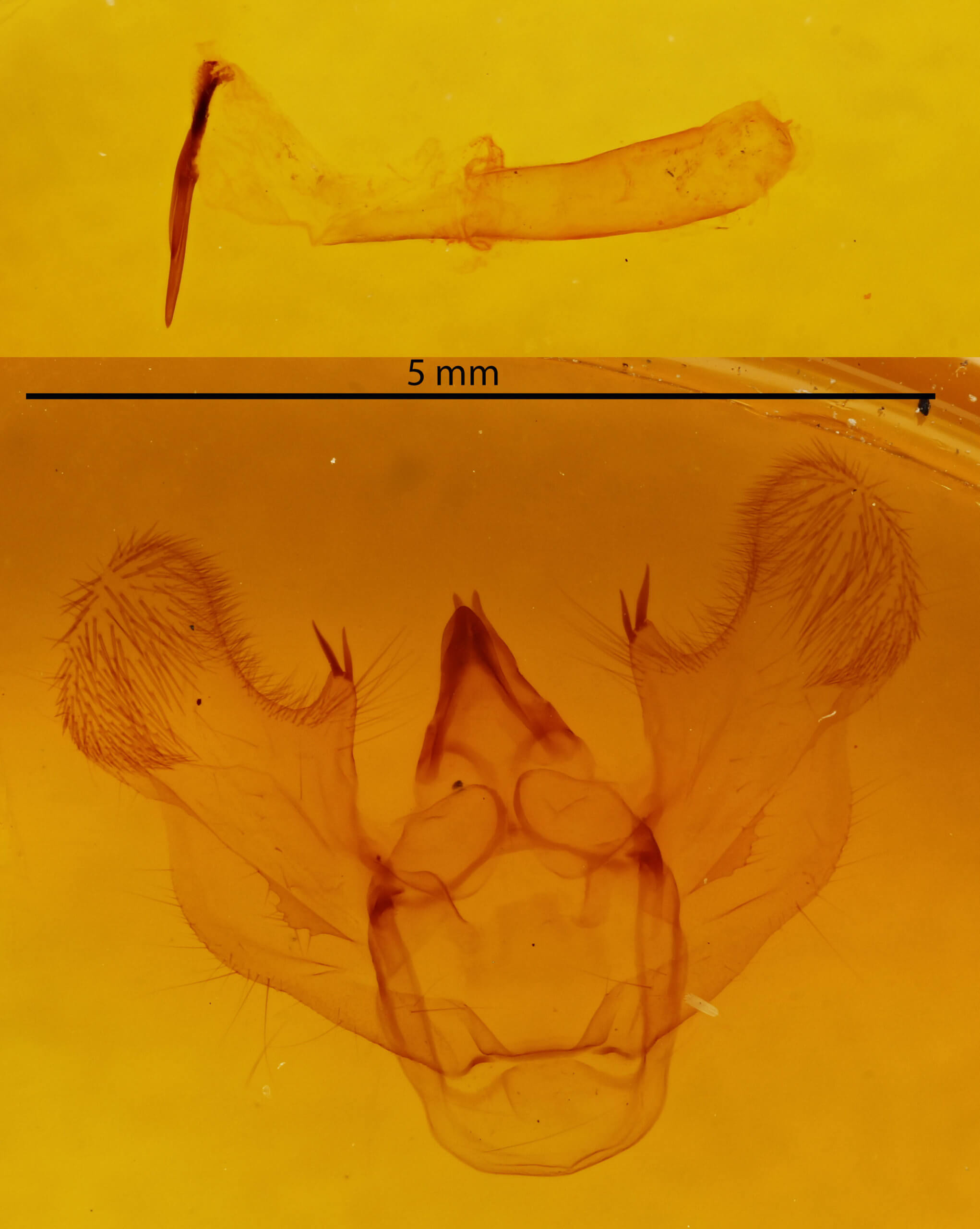 genitalia view of adult Phthonandria atrilineata