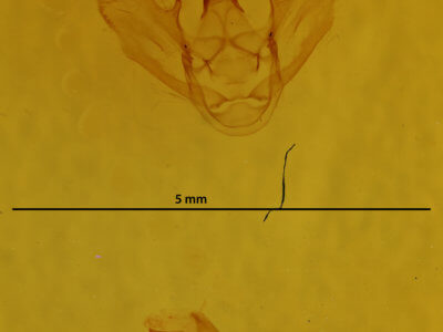genitalia view of adult Phthonandria emaria