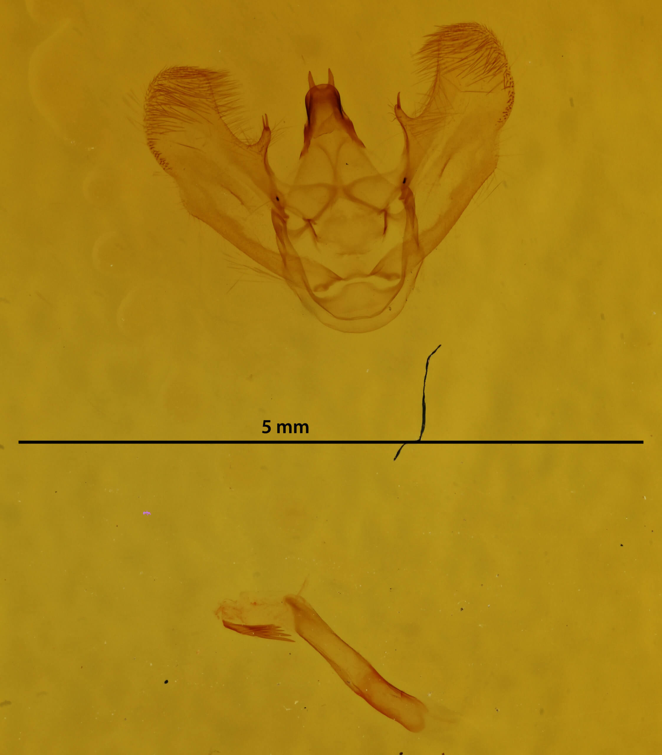 genitalia view of adult Phthonandria emaria