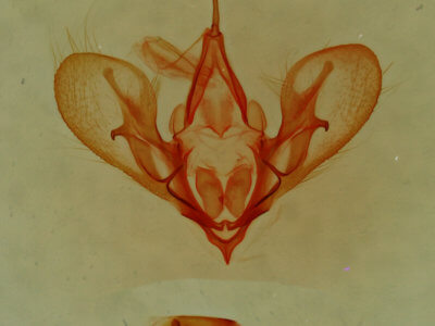 genitalia view of adult Hemeroplanis historialis