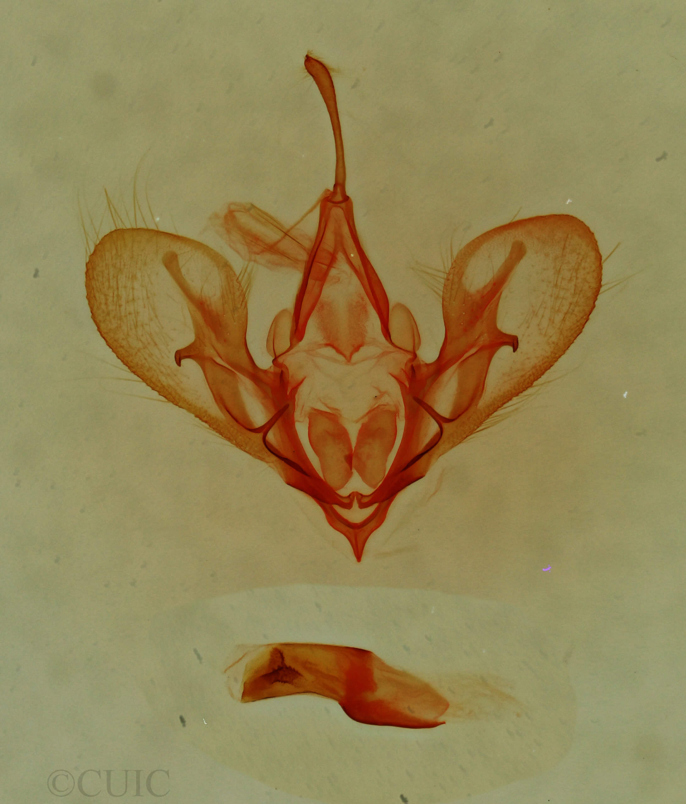 genitalia view of adult Hemeroplanis historialis
