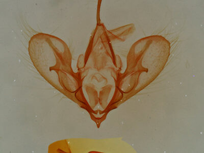 genitalia view of adult Hemeroplanis historialis