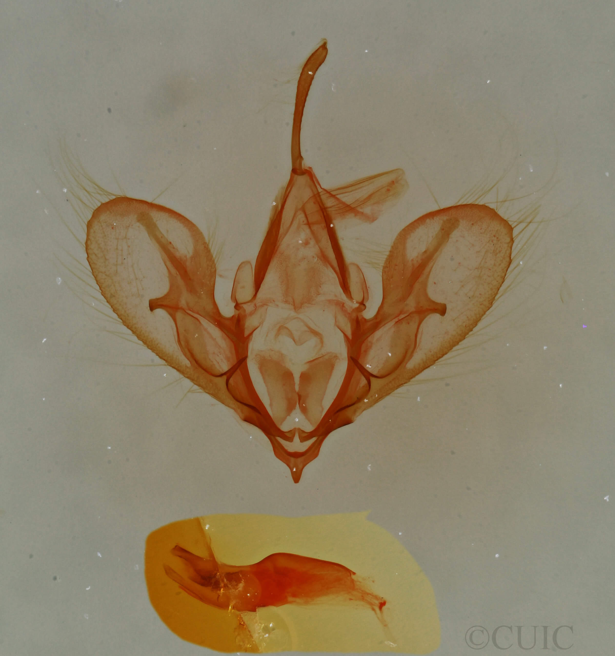 genitalia view of adult Hemeroplanis historialis