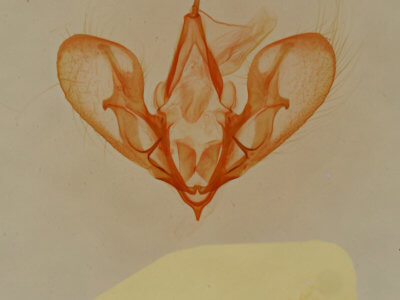 genitalia view of adult Hemeroplanis historialis