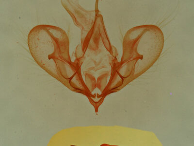 genitalia view of adult Hemeroplanis historialis