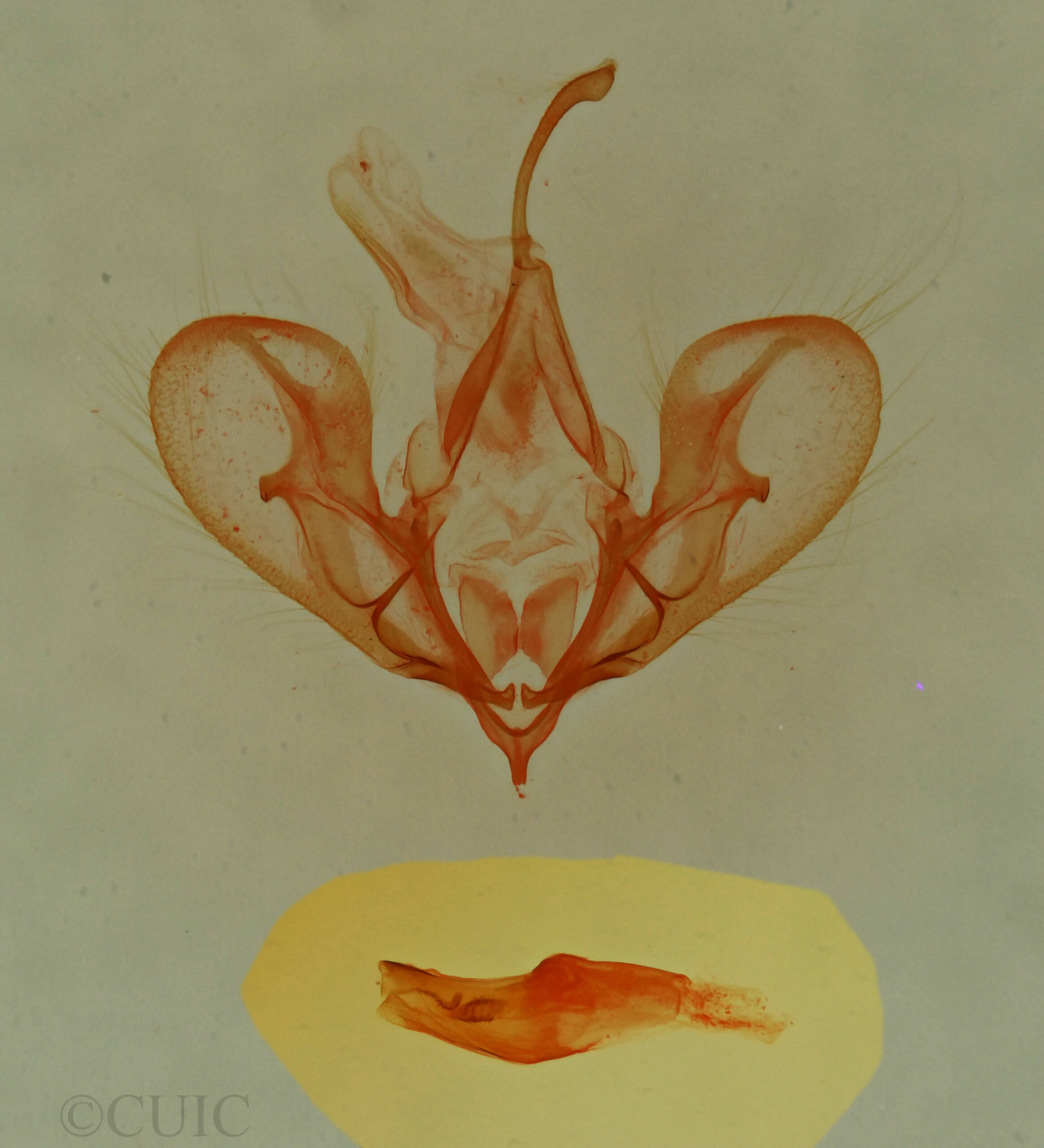 genitalia view of adult Hemeroplanis historialis
