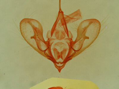 genitalia view of adult Hemeroplanis historialis