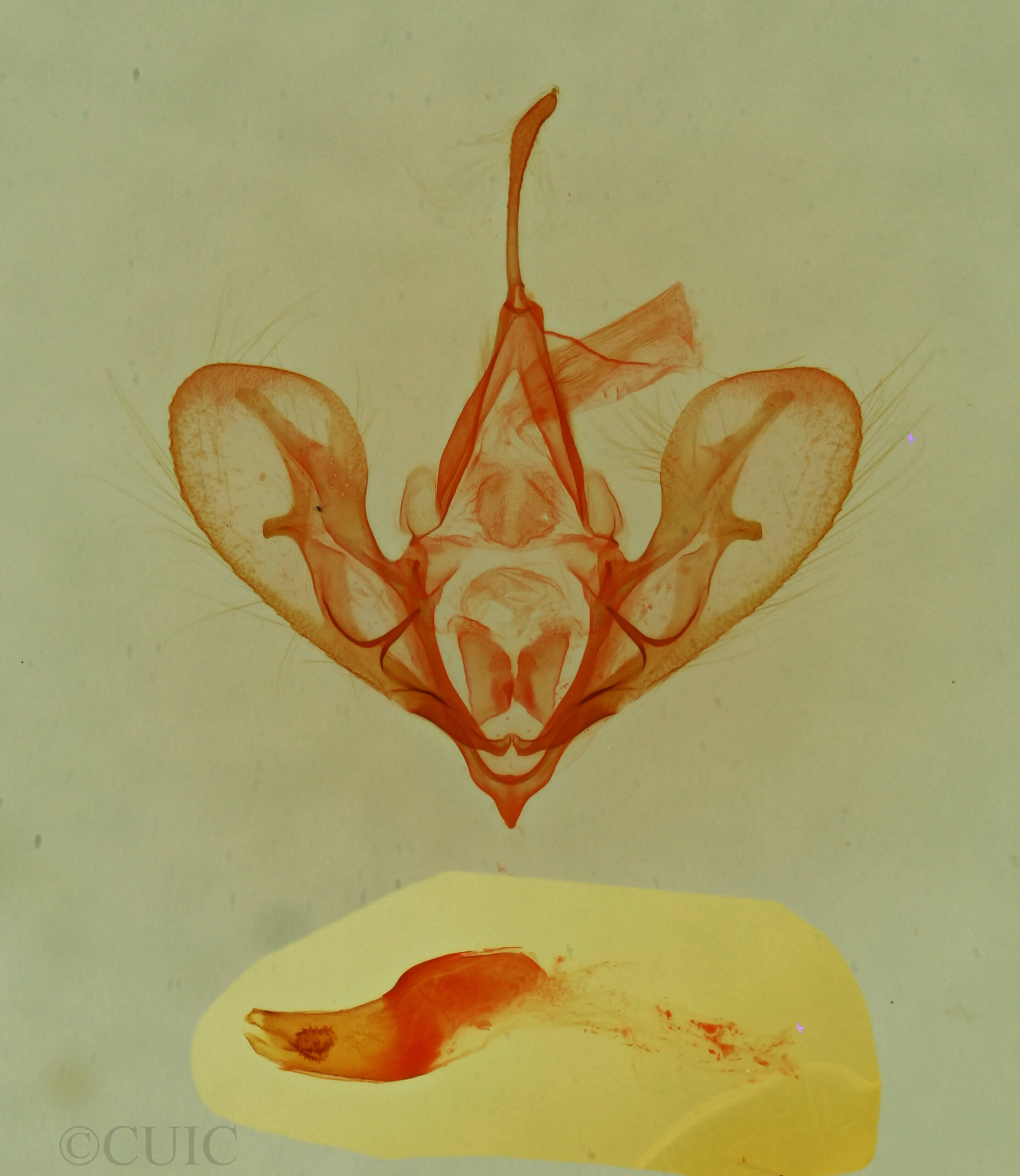 genitalia view of adult Hemeroplanis historialis