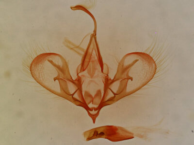 genitalia view of adult Hemeroplanis incusalis