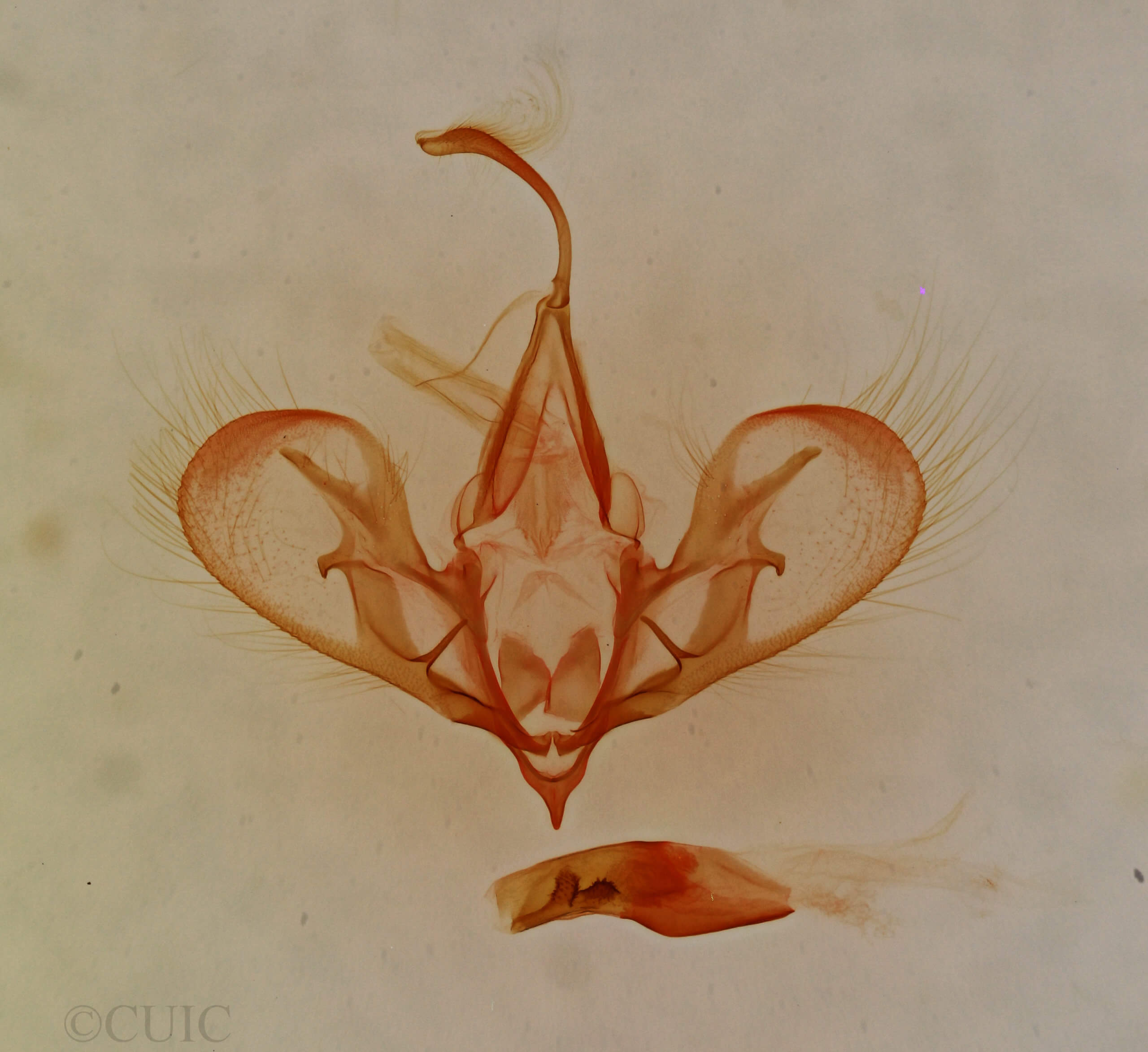 genitalia view of adult Hemeroplanis incusalis