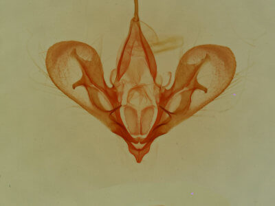 genitalia view of adult Hemeroplanis parallela