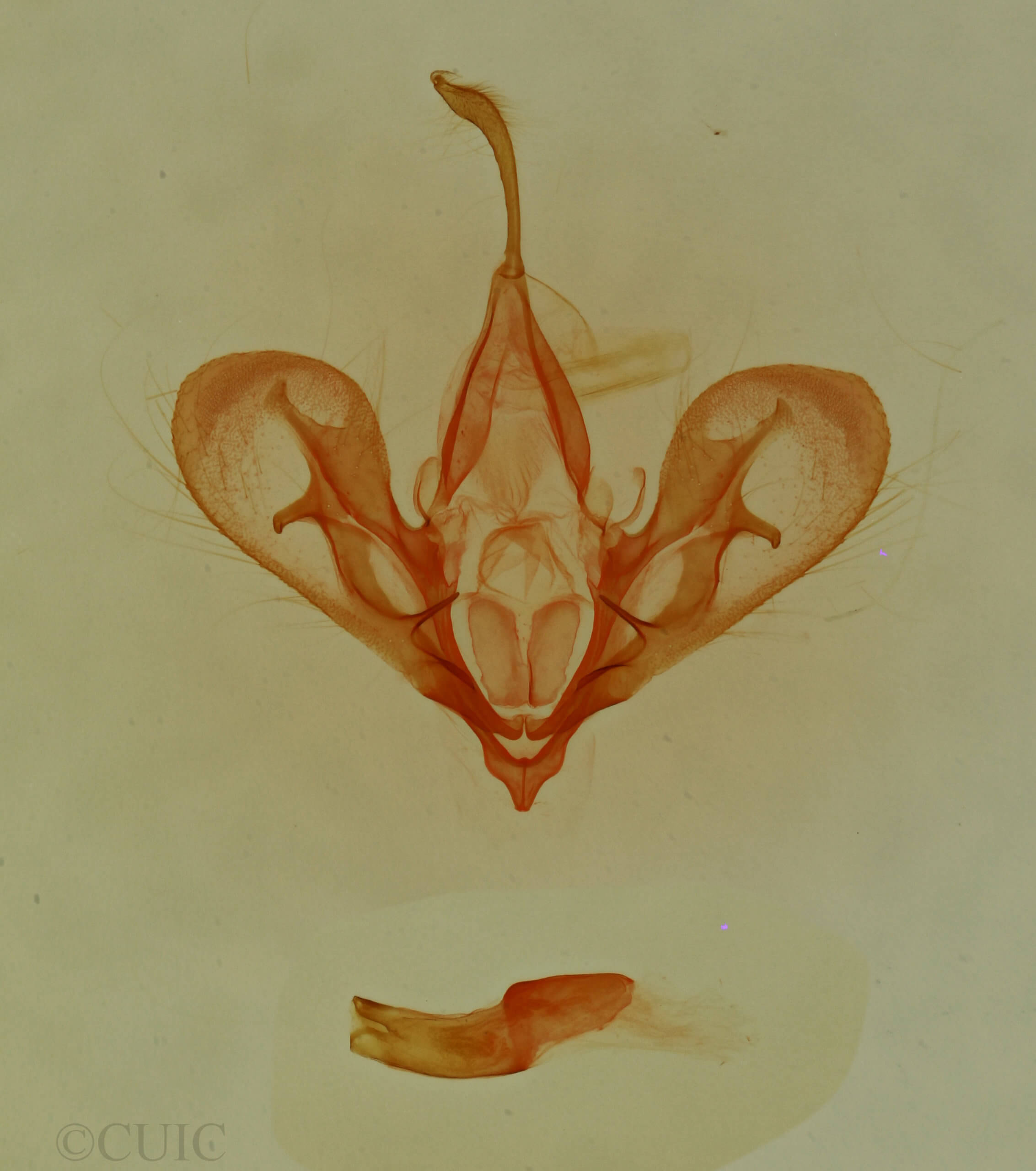 genitalia view of adult Hemeroplanis parallela