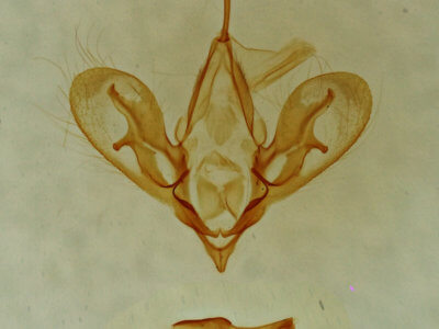 genitalia view of adult Hemeroplanis parallela