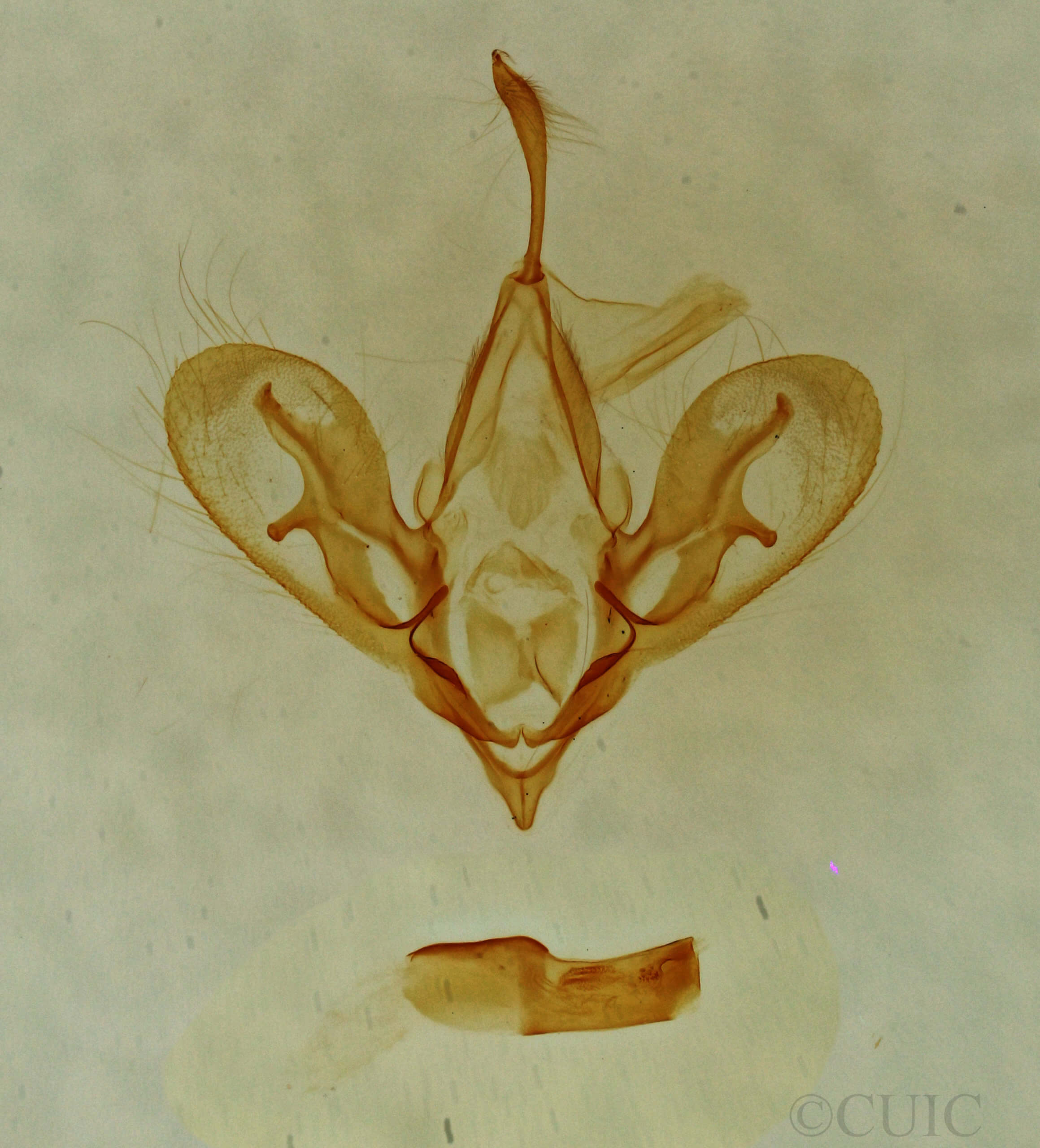 genitalia view of adult Hemeroplanis parallela