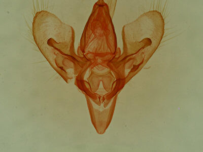 genitalia view of adult Hemeroplanis punitalis