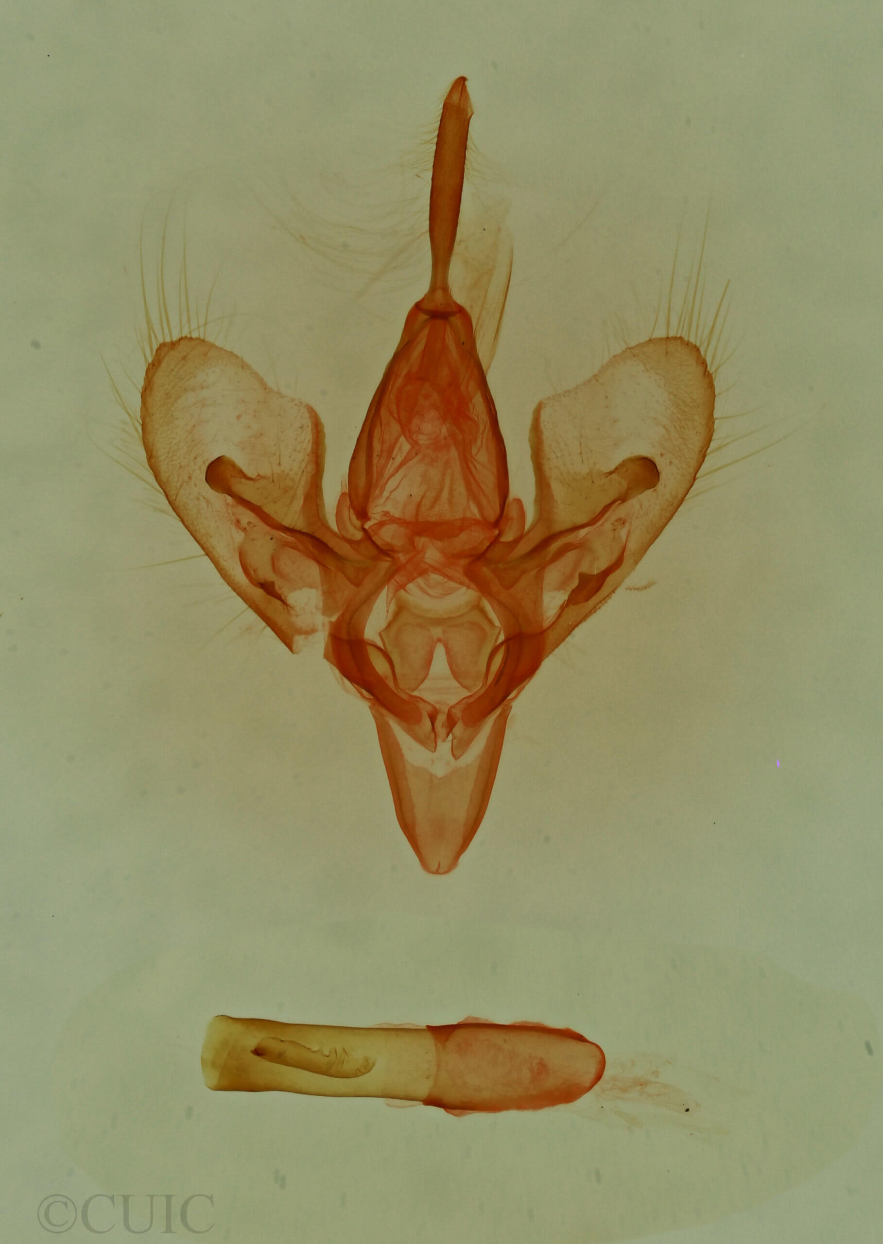 genitalia view of adult Hemeroplanis punitalis