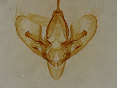 genitalia view of adult Hemeroplanis punitalis