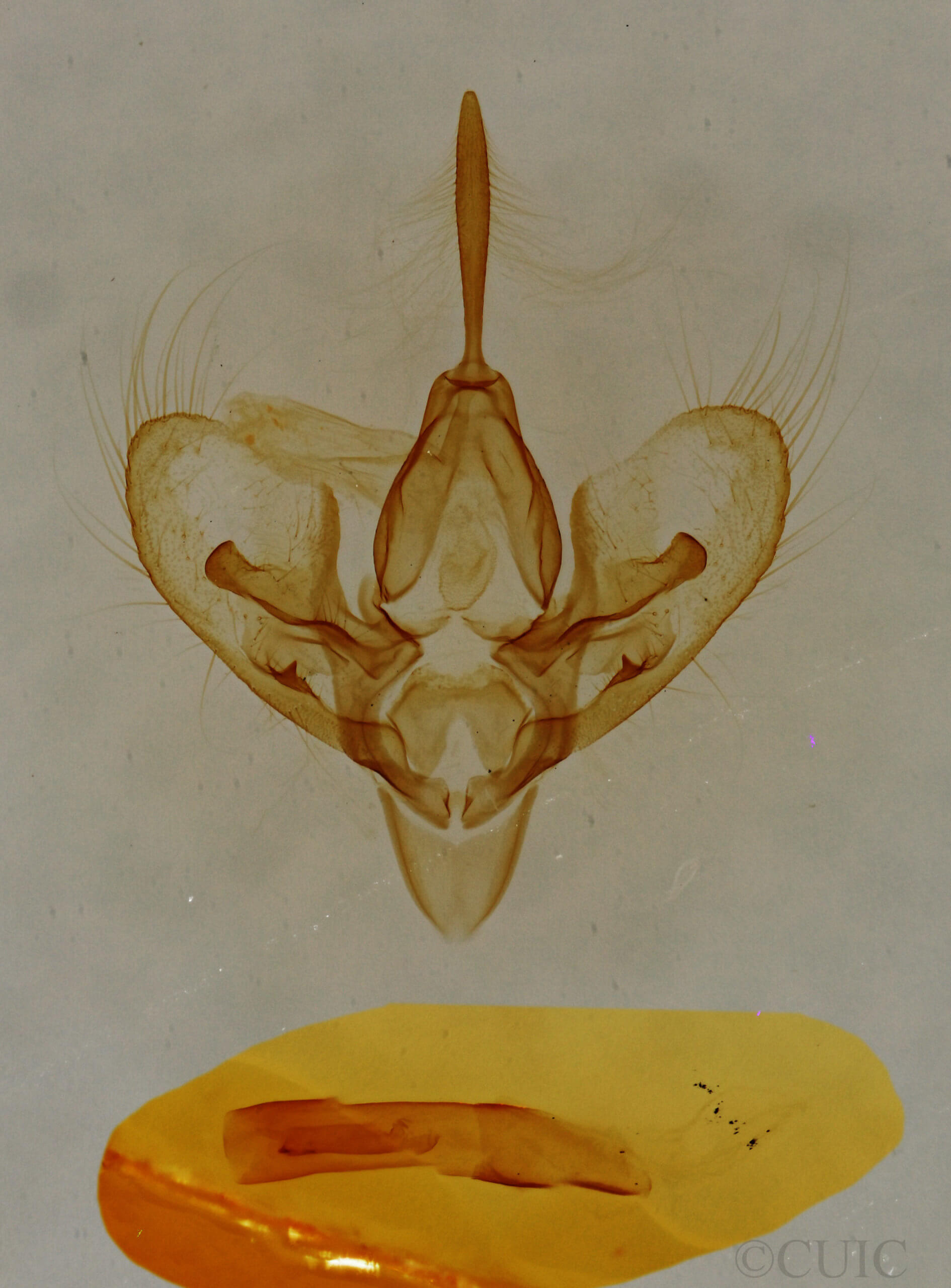 genitalia view of adult Hemeroplanis punitalis