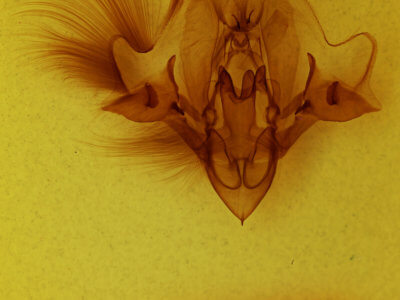 genitalia view of adult Hemicephalis