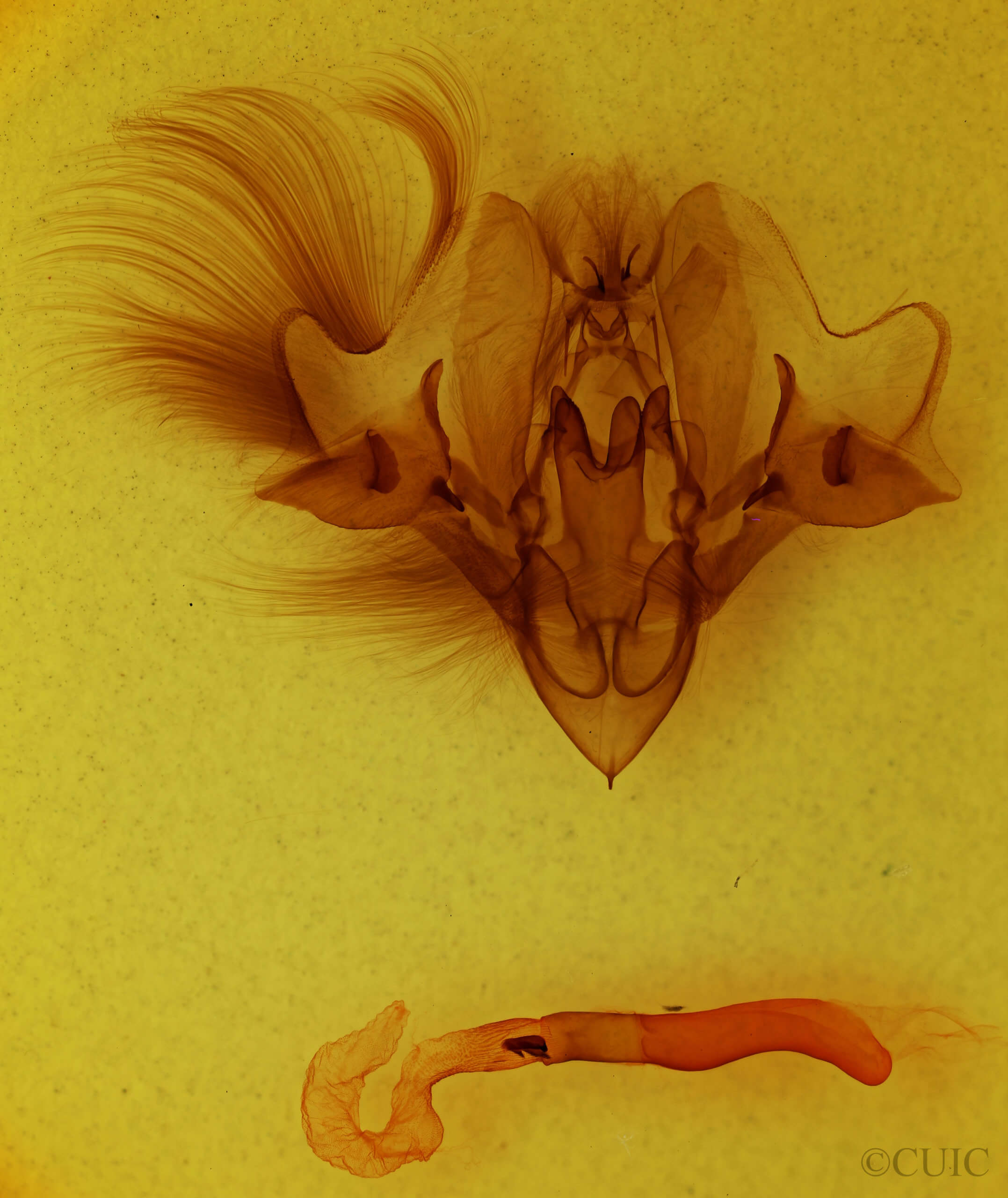 genitalia view of adult Hemicephalis