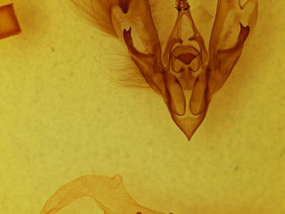 genitalia view of adult Hemicephalis agenoria